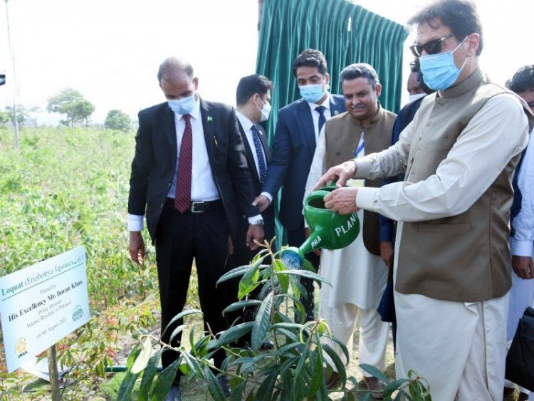 Massive scale tree plantation in capital